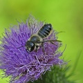 Garten-Blattschneiderbiene (Megachile willughbiella)